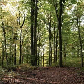 Blick in einen Wald